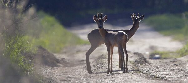 Олени на дороге - Sputnik Литва