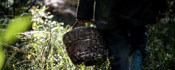 Сбор грибов Сбор грибов - Sputnik Lietuva