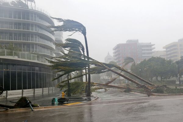 Ураган Ирма вырвал с корнем пальмы недавно высаженные в Майами-Бич, штат Флорида. - Sputnik Литва