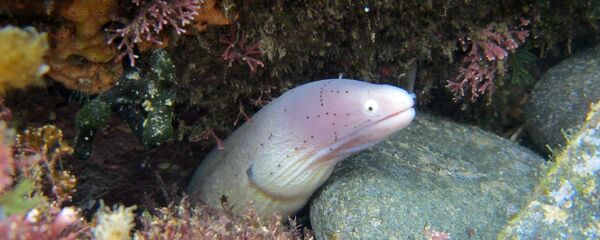 Угорь - Sputnik Литва