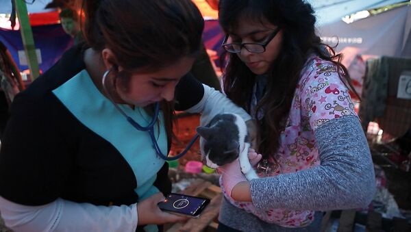 Приют для пострадавших от землетрясения в Мехико животных - Sputnik Lietuva