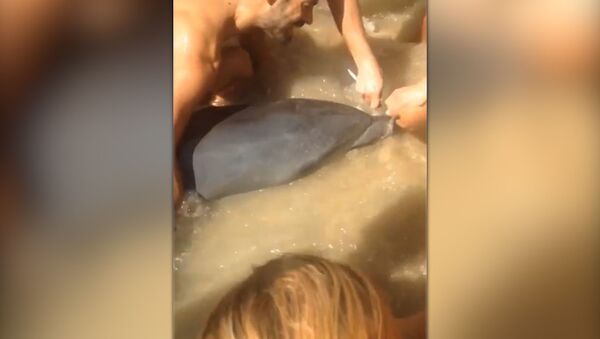 В Испании спасли дельфина - Sputnik Lietuva