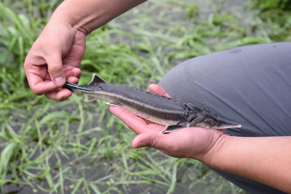 Стерлядь  - Sputnik Литва