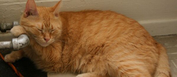 Кот возле трубы отопления Кот возле трубы отопления - Sputnik Lietuva
