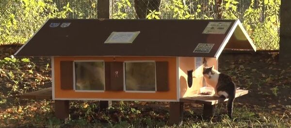 Рижанин построил 80 домиков для бездомных кошек Рижанин построил 80 домиков для бездомных кошек - Sputnik Lietuva