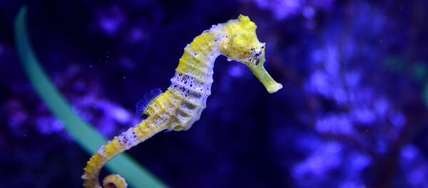 Морской конек - Sputnik Литва