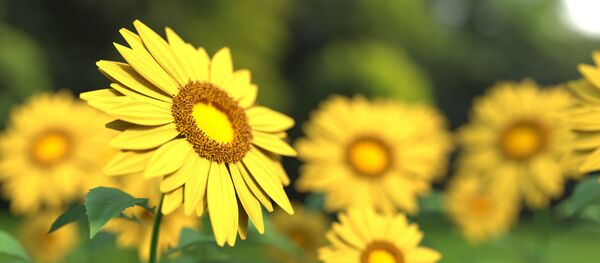 Цветы - Sputnik Литва