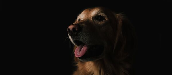 Собака - Sputnik Литва