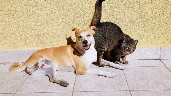 Katė ir šuo - Sputnik Lietuva