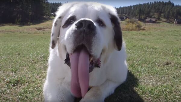 Собака с самым длинным в мире языком, видео - Sputnik Lietuva