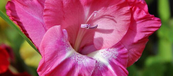 Гладиолус Гладиолус - Sputnik Lietuva