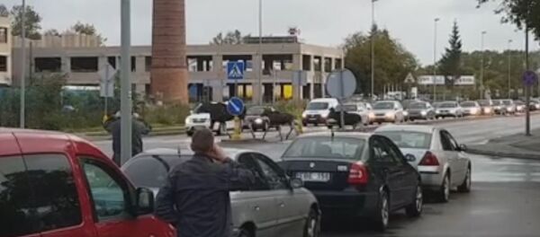 Cемейство лосей переходит улицу в Клайпеде Cемейство лосей переходит улицу в Клайпеде - Sputnik Lietuva