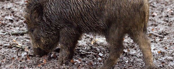 Дикий кабан - Sputnik Литва