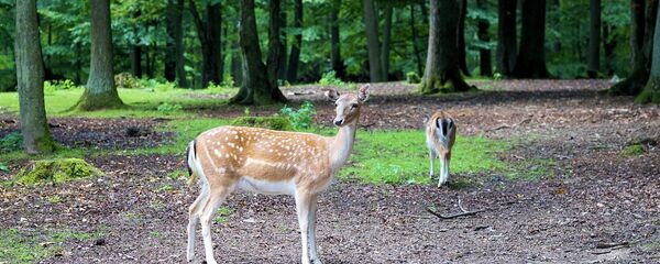 Косуля, архивное фото Косуля, архивное фото - Sputnik Литва