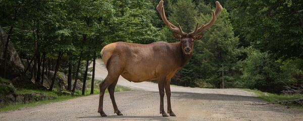 Лось, архивное фото - Sputnik Литва
