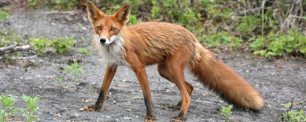 Lapė Lapė - Sputnik Lietuva