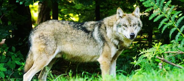 Волк - Sputnik Литва