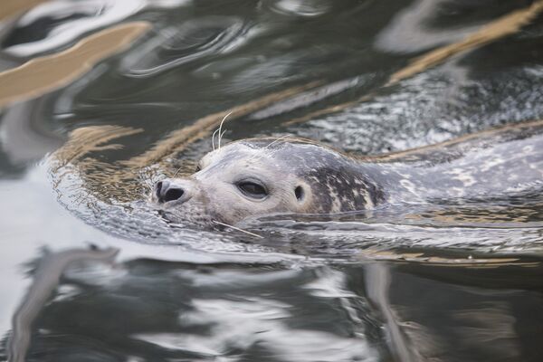 Серый тюлень в Балтийском море - Sputnik Литва