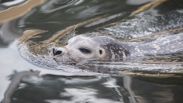 Серый тюлень в Балтийском море, архивное фото - Sputnik Литва