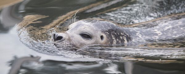 Серый тюлень в Балтийском море, архивное фото - Sputnik Литва