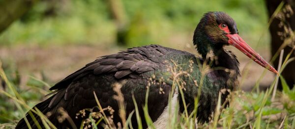 Черный аист Черный аист - Sputnik Lietuva