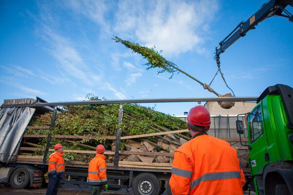 Новые деревья в Каунасе Новые деревья в Каунасе - Sputnik Литва