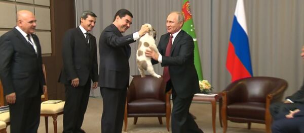 Гурбангулы Бердымухамедов подарил Владимиру Путину щенка алабая Гурбангулы Бердымухамедов подарил Владимиру Путину щенка алабая - Sputnik Lietuva