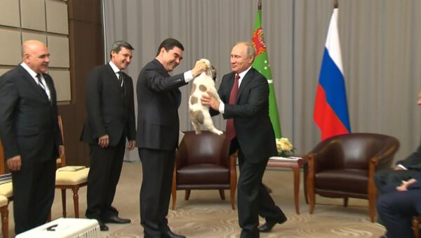 Гурбангулы Бердымухамедов подарил Путину щенка алабая - Sputnik Литва