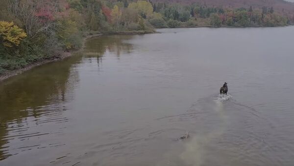 Схватка лося и волка в озере, видео - Sputnik Lietuva