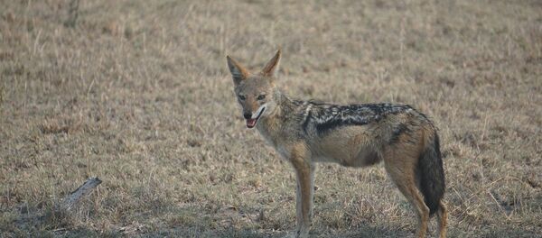 Шакал Шакал - Sputnik Lietuva