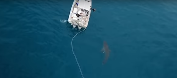 Разъяренная белая акула напала на австралийских рыбаков Разъяренная белая акула напала на австралийских рыбаков - Sputnik Lietuva