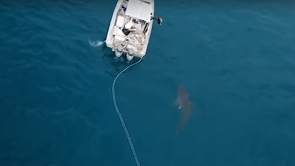 Разъяренная белая акула напала на австралийских рыбаков - Sputnik Lietuva
