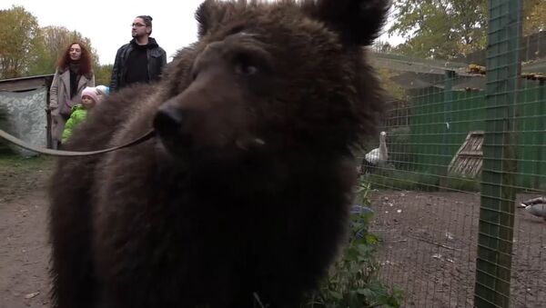 Как медведицу Дашу спасли из бродячего цирка - Sputnik Литва