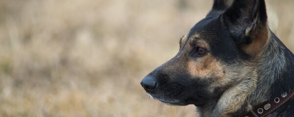 Овчарка - Sputnik Литва