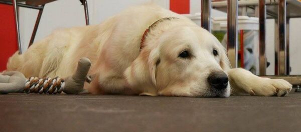 Kaniterapija Kaniterapija - Sputnik Lietuva