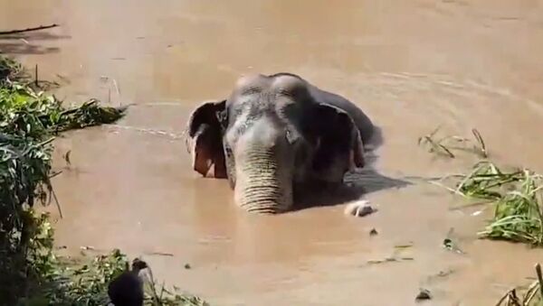 Десятилетнего слоненка спасли из реки в Таиланде - Sputnik Lietuva