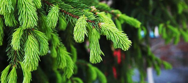 Ветка ели Ветка ели - Sputnik Литва