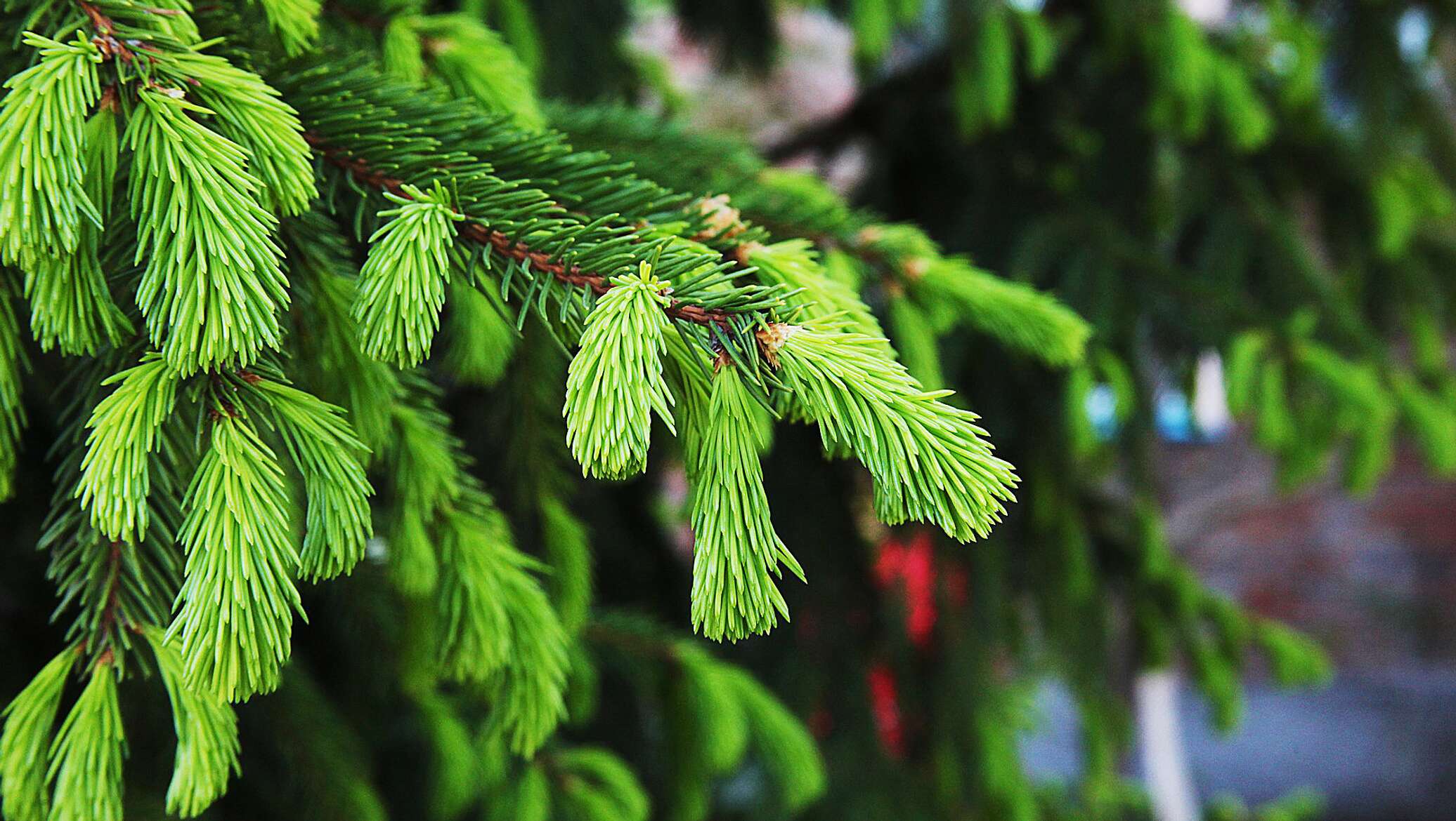 Ель зеленая. Green Trees ель Восточная 31. Ель ветки вниз.