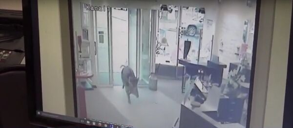 На жителей Хайде напали дикие кабаны На жителей Хайде напали дикие кабаны - Sputnik Литва