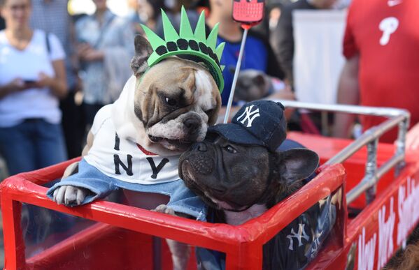 Костюмированный Хэллоуин-парад собак прошел на Манхэттене уже в 27 раз - Sputnik Lietuva