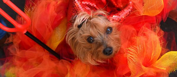 Принять участие в мероприятии могли псы любых пород, если их вес не превышал 11 килограммов Принять участие в мероприятии могли псы любых пород, если их вес не превышал 11 килограммов - Sputnik Lietuva