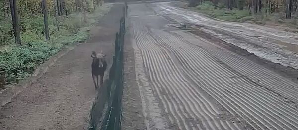 Необычный нарушитель границы - лось Необычный нарушитель границы - лось - Sputnik Литва