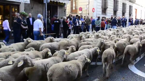 Более тысячи овец прошли по улицам Мадрида - Sputnik Литва