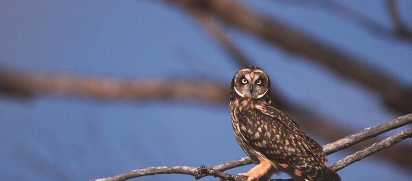 Болотная сова, архивное фото - Sputnik Литва