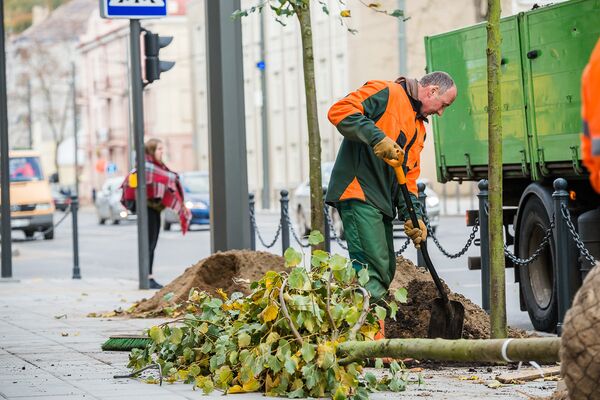 Посадка новых деревьев в Каунасе - Sputnik Lietuva