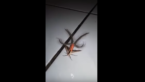 baisus drugelis su čiuptuvais pateko į vaizdo įrašą - Sputnik Lietuva