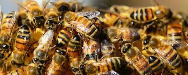 Пчелы - Sputnik Lietuva