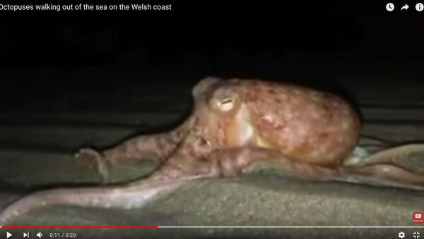 Видеофакт: десант осьминогов напугал прибрежных жителей в Уэльсе - Sputnik Lietuva