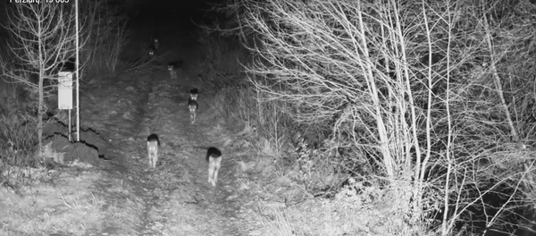 Пограничники засняли стаю волков - Sputnik Lietuva