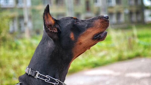 Собака породы доберман, архивное фото - Sputnik Литва